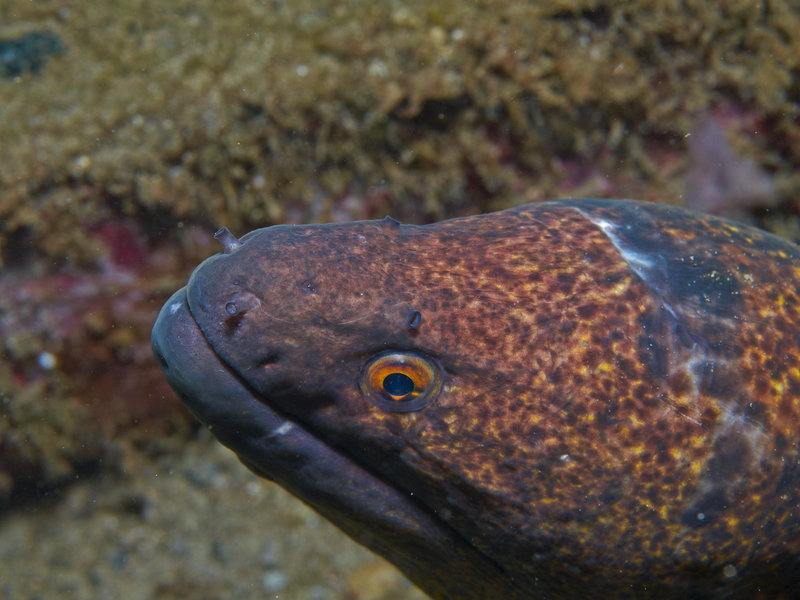 Moray eel, Sabang Wreck
